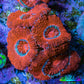 Ultra Acan Coral - Micromussa Lordhowensis - Acan Frag B7R2B1 Ultra Acan Coral - Micromussa Lordhowensis - Acan Frag B7R2B1 LPS Coral Ultra Acan Coral - Micromussa Lordhowensis - Acan Frag B7R2B1 Zeo Box Reef