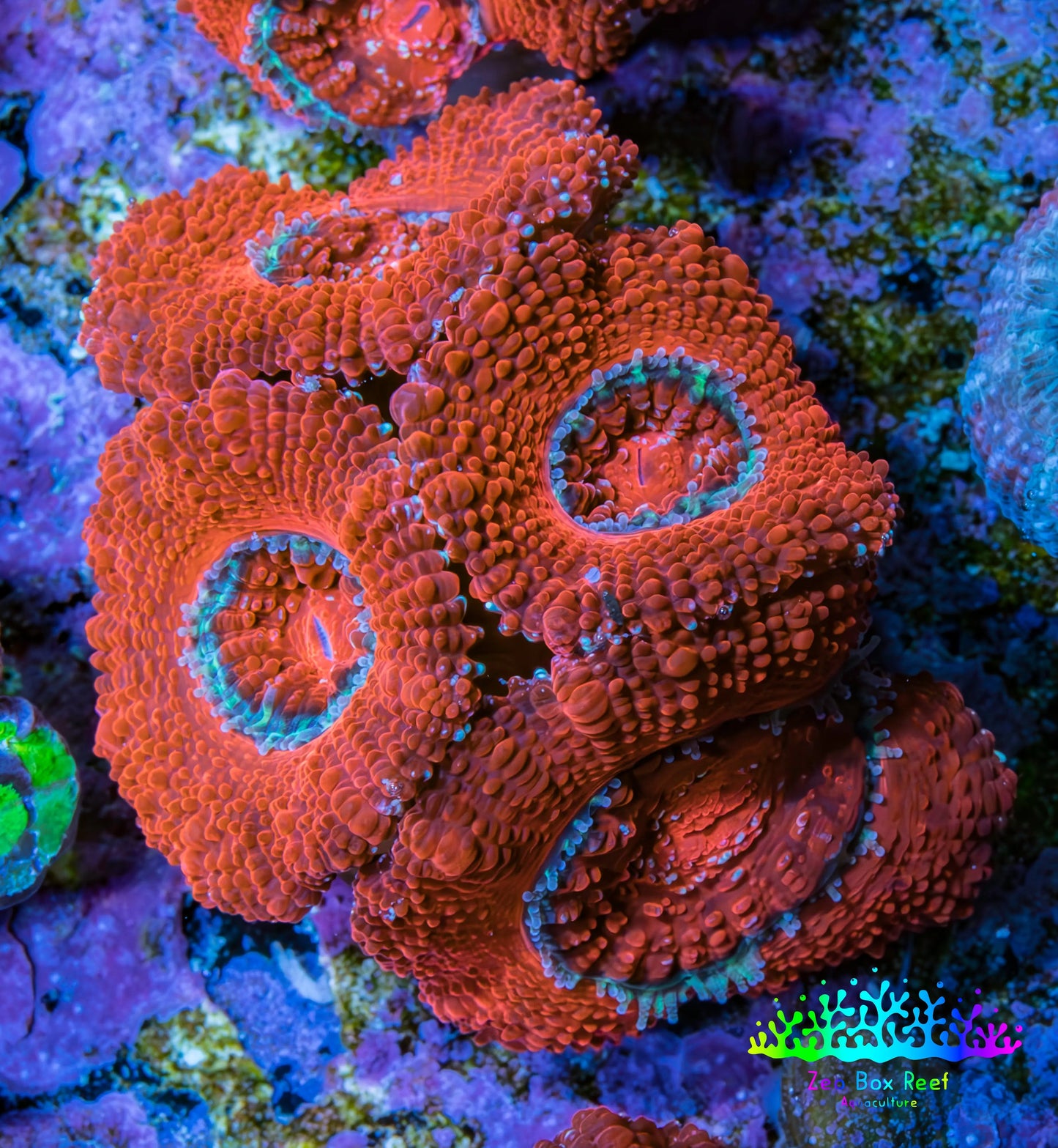 Ultra Acan Coral - Micromussa Lordhowensis - Acan Frag B7R2B1 Ultra Acan Coral - Micromussa Lordhowensis - Acan Frag B7R2B1 LPS Coral Ultra Acan Coral - Micromussa Lordhowensis - Acan Frag B7R2B1 Zeo Box Reef