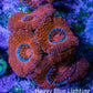 Ultra Acan Coral - Micromussa Lordhowensis - Acan Frag B7R2B1 Ultra Acan Coral - Micromussa Lordhowensis - Acan Frag B7R2B1 LPS Coral Ultra Acan Coral - Micromussa Lordhowensis - Acan Frag B7R2B1 Zeo Box Reef