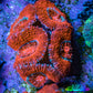 Ultra Acan Coral - Micromussa Lordhowensis - Acan Frag B8R2B1 Ultra Acan Coral - Micromussa Lordhowensis - Acan Frag B8R2B1 LPS Coral Ultra Acan Coral - Micromussa Lordhowensis - Acan Frag B8R2B1 Zeo Box Reef