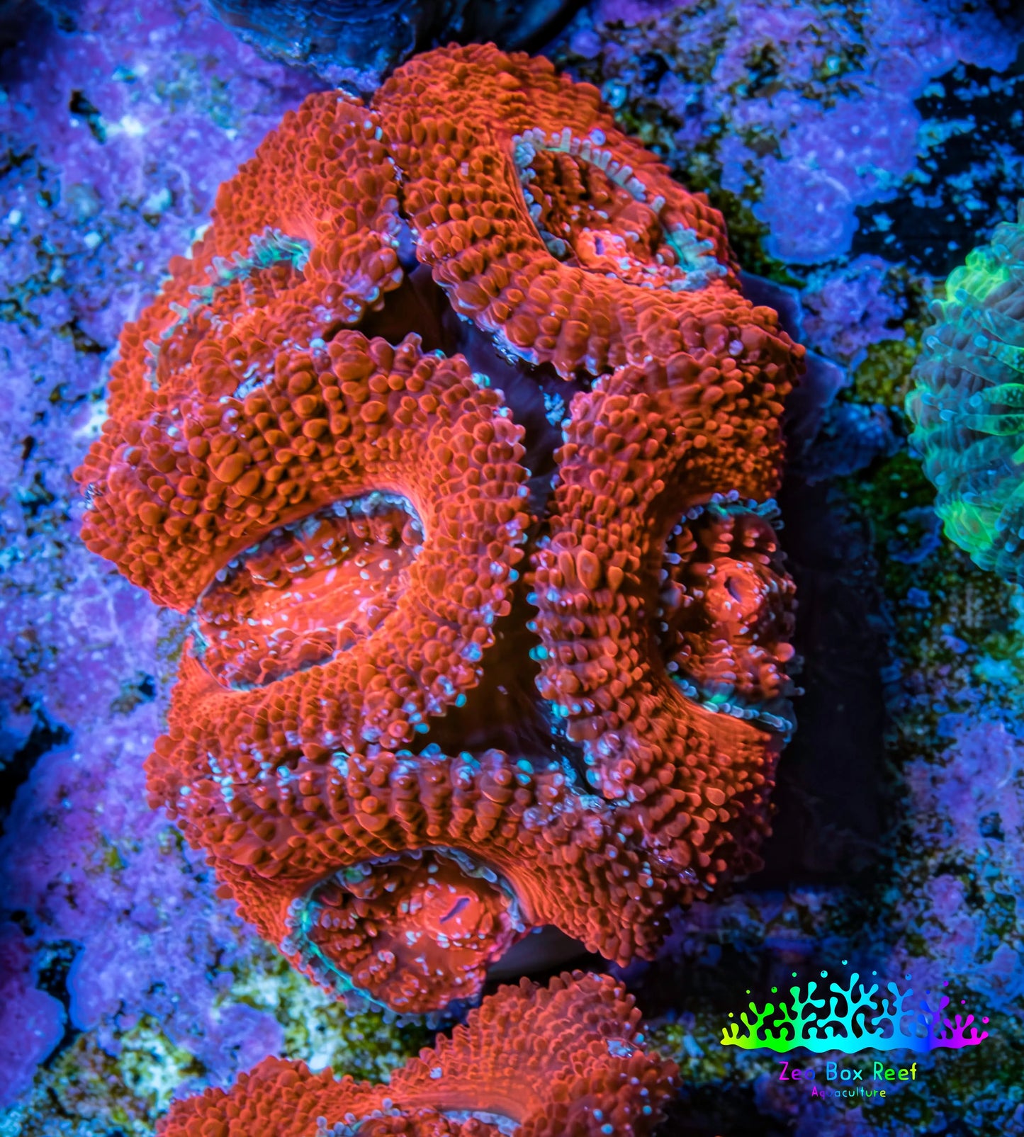 Ultra Acan Coral - Micromussa Lordhowensis - Acan Frag B8R2B1 Ultra Acan Coral - Micromussa Lordhowensis - Acan Frag B8R2B1 LPS Coral Ultra Acan Coral - Micromussa Lordhowensis - Acan Frag B8R2B1 Zeo Box Reef