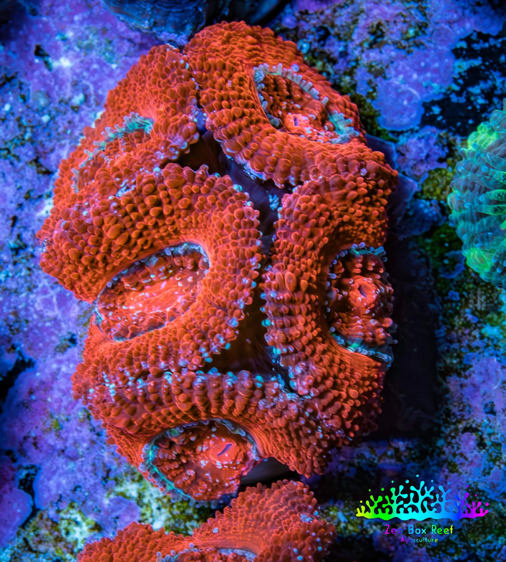 Ultra Acan Coral - Micromussa Lordhowensis - Acan Frag B8R2B1 Ultra Acan Coral - Micromussa Lordhowensis - Acan Frag B8R2B1 LPS Coral Ultra Acan Coral - Micromussa Lordhowensis - Acan Frag B8R2B1 Zeo Box Reef