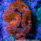 Ultra Acan Coral - Micromussa Lordhowensis - Acan Frag B8R2B1 Ultra Acan Coral - Micromussa Lordhowensis - Acan Frag B8R2B1 LPS Coral Ultra Acan Coral - Micromussa Lordhowensis - Acan Frag B8R2B1 Zeo Box Reef