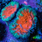 Ultra Acan Coral - Micromussa Lordhowensis - Acan Frag B9R2B1 Ultra Acan Coral - Micromussa Lordhowensis - Acan Frag B9R2B1 LPS Coral Ultra Acan Coral - Micromussa Lordhowensis - Acan Frag B9R2B1 Zeo Box Reef