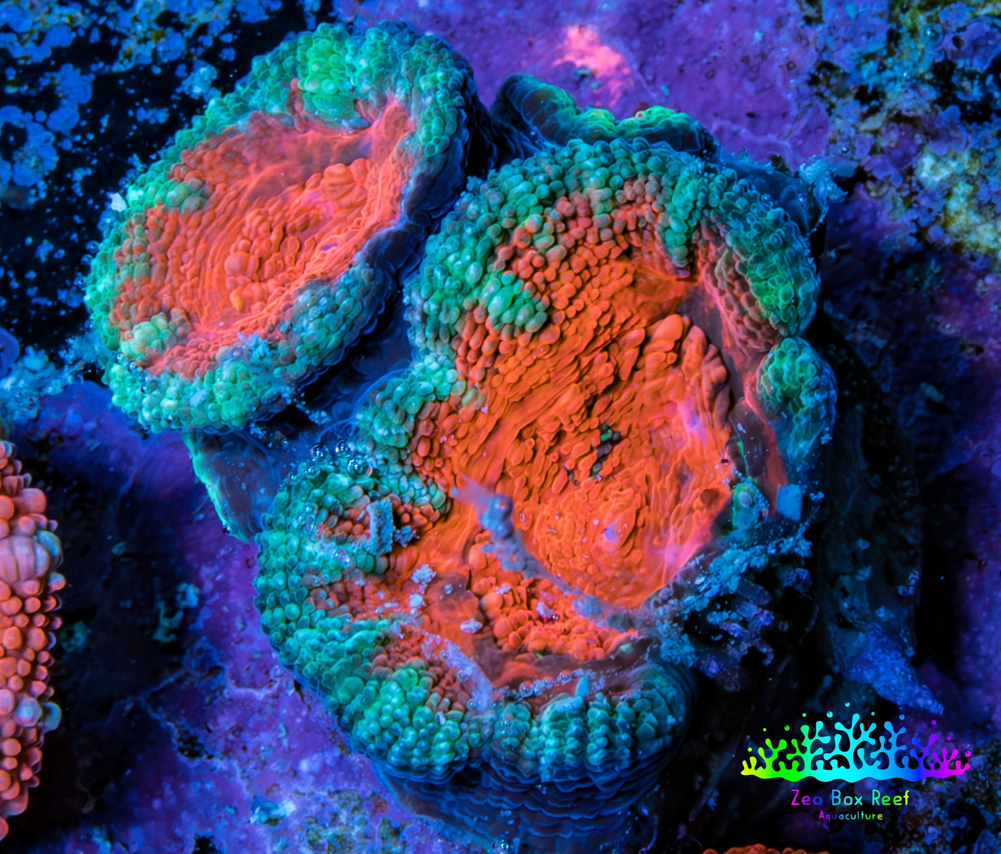 Ultra Acan Coral - Micromussa Lordhowensis - Acan Frag B9R2B1 Ultra Acan Coral - Micromussa Lordhowensis - Acan Frag B9R2B1 LPS Coral Ultra Acan Coral - Micromussa Lordhowensis - Acan Frag B9R2B1 Zeo Box Reef