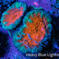 Ultra Acan Coral - Micromussa Lordhowensis - Acan Frag B9R2B1 Ultra Acan Coral - Micromussa Lordhowensis - Acan Frag B9R2B1 LPS Coral Ultra Acan Coral - Micromussa Lordhowensis - Acan Frag B9R2B1 Zeo Box Reef