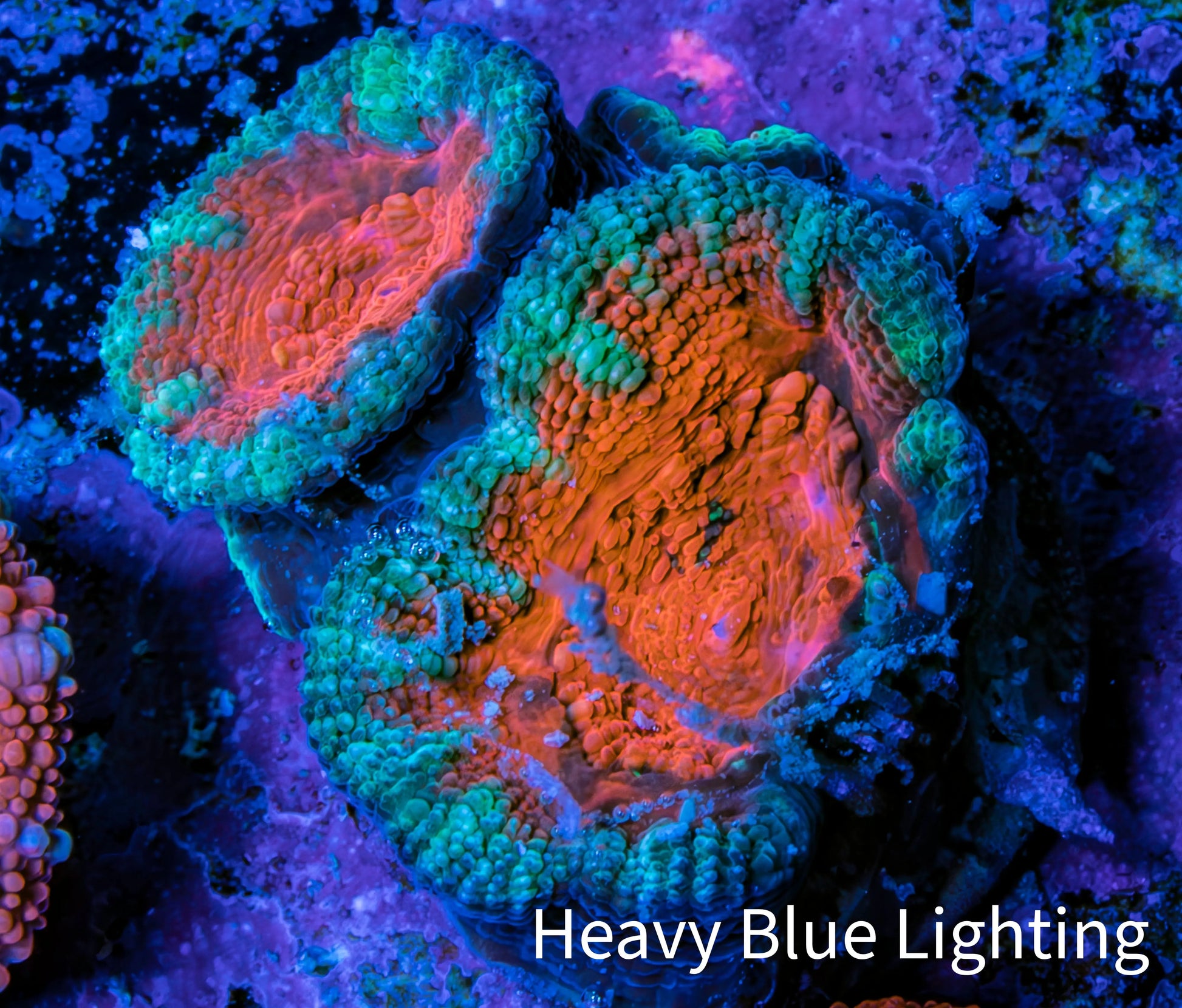 Ultra Acan Coral - Micromussa Lordhowensis - Acan Frag B9R2B1 Ultra Acan Coral - Micromussa Lordhowensis - Acan Frag B9R2B1 LPS Coral Ultra Acan Coral - Micromussa Lordhowensis - Acan Frag B9R2B1 Zeo Box Reef