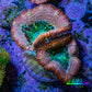Ultra Acan Coral - Micromussa Lordhowensis - Acan Frag C1R2B1 Ultra Acan Coral - Micromussa Lordhowensis - Acan Frag C1R2B1 LPS Coral Ultra Acan Coral - Micromussa Lordhowensis - Acan Frag C1R2B1 Zeo Box Reef