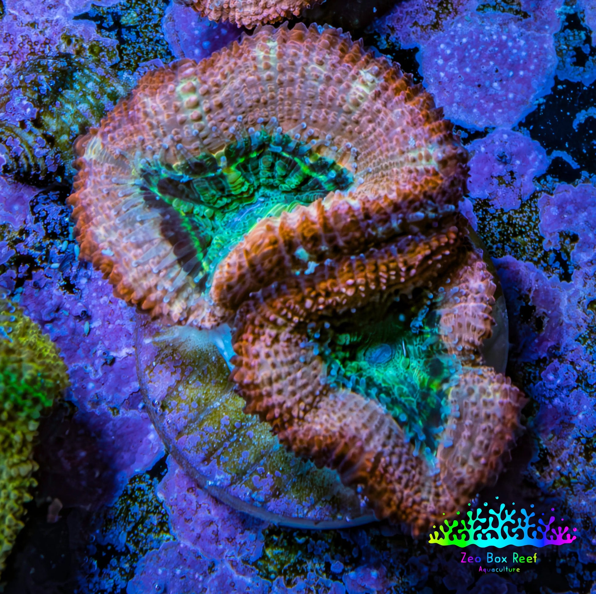 Ultra Acan Coral - Micromussa Lordhowensis - Acan Frag C1R2B1 Ultra Acan Coral - Micromussa Lordhowensis - Acan Frag C1R2B1 LPS Coral Ultra Acan Coral - Micromussa Lordhowensis - Acan Frag C1R2B1 Zeo Box Reef