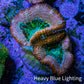 Ultra Acan Coral - Micromussa Lordhowensis - Acan Frag C1R2B1 Ultra Acan Coral - Micromussa Lordhowensis - Acan Frag C1R2B1 LPS Coral Ultra Acan Coral - Micromussa Lordhowensis - Acan Frag C1R2B1 Zeo Box Reef