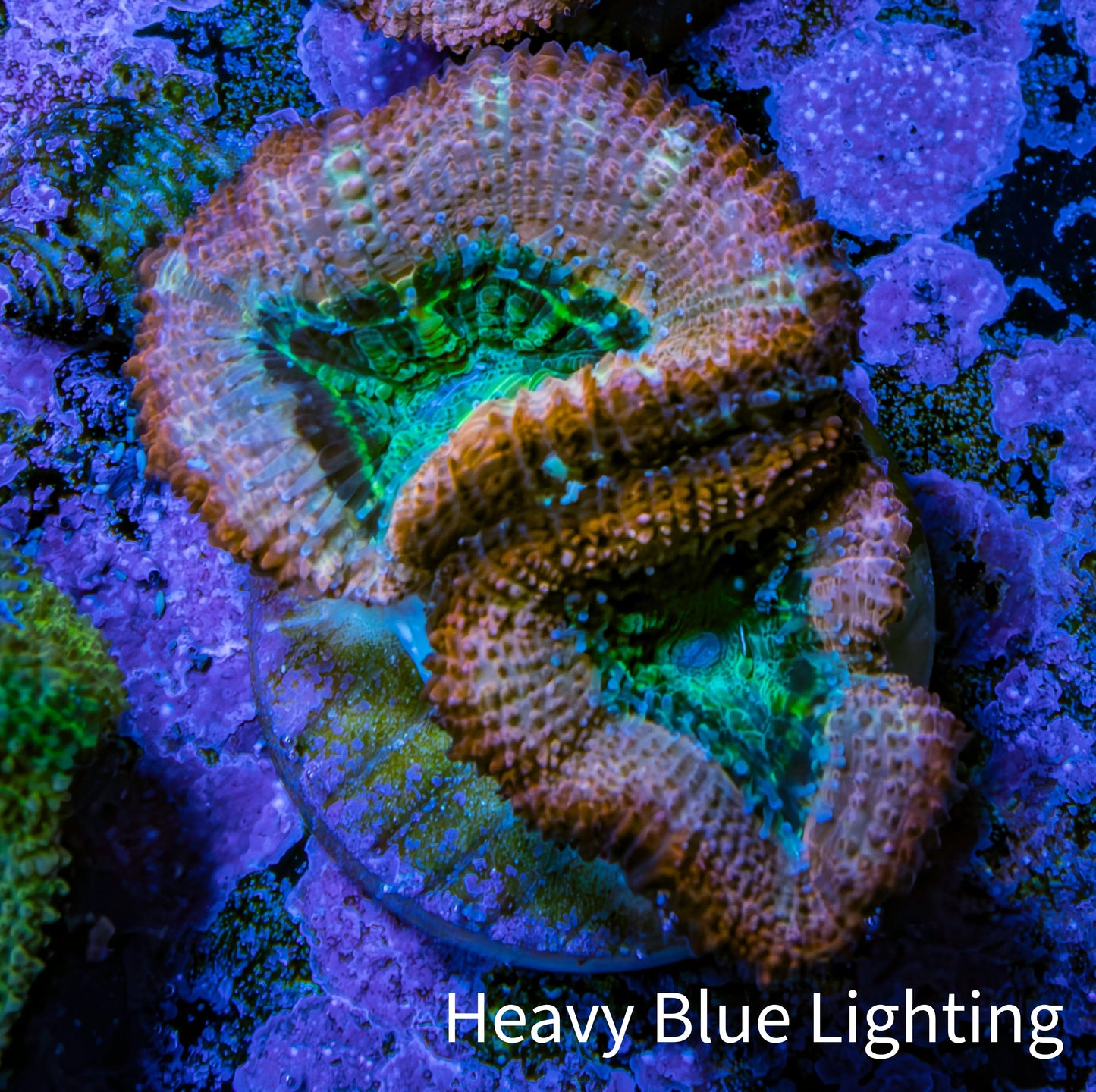Ultra Acan Coral - Micromussa Lordhowensis - Acan Frag C1R2B1 Ultra Acan Coral - Micromussa Lordhowensis - Acan Frag C1R2B1 LPS Coral Ultra Acan Coral - Micromussa Lordhowensis - Acan Frag C1R2B1 Zeo Box Reef