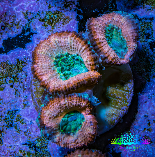 Ultra Acan Coral - Micromussa Lordhowensis - Acan Frag C2R2B1 Ultra Acan Coral - Micromussa Lordhowensis - Acan Frag C2R2B1 LPS Coral Ultra Acan Coral - Micromussa Lordhowensis - Acan Frag C2R2B1 Zeo Box Reef