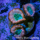 Ultra Acan Coral - Micromussa Lordhowensis - Acan Frag C2R2B1 Ultra Acan Coral - Micromussa Lordhowensis - Acan Frag C2R2B1 LPS Coral Ultra Acan Coral - Micromussa Lordhowensis - Acan Frag C2R2B1 Zeo Box Reef