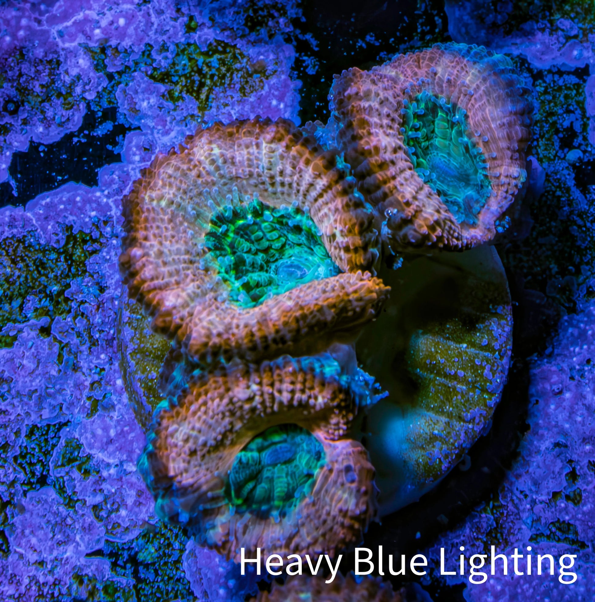 Ultra Acan Coral - Micromussa Lordhowensis - Acan Frag C2R2B1 Ultra Acan Coral - Micromussa Lordhowensis - Acan Frag C2R2B1 LPS Coral Ultra Acan Coral - Micromussa Lordhowensis - Acan Frag C2R2B1 Zeo Box Reef