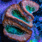Ultra Acan Coral - Micromussa Lordhowensis - Acan Frag C3R2B1 Ultra Acan Coral - Micromussa Lordhowensis - Acan Frag C3R2B1 LPS Coral Ultra Acan Coral - Micromussa Lordhowensis - Acan Frag C3R2B1 Zeo Box Reef