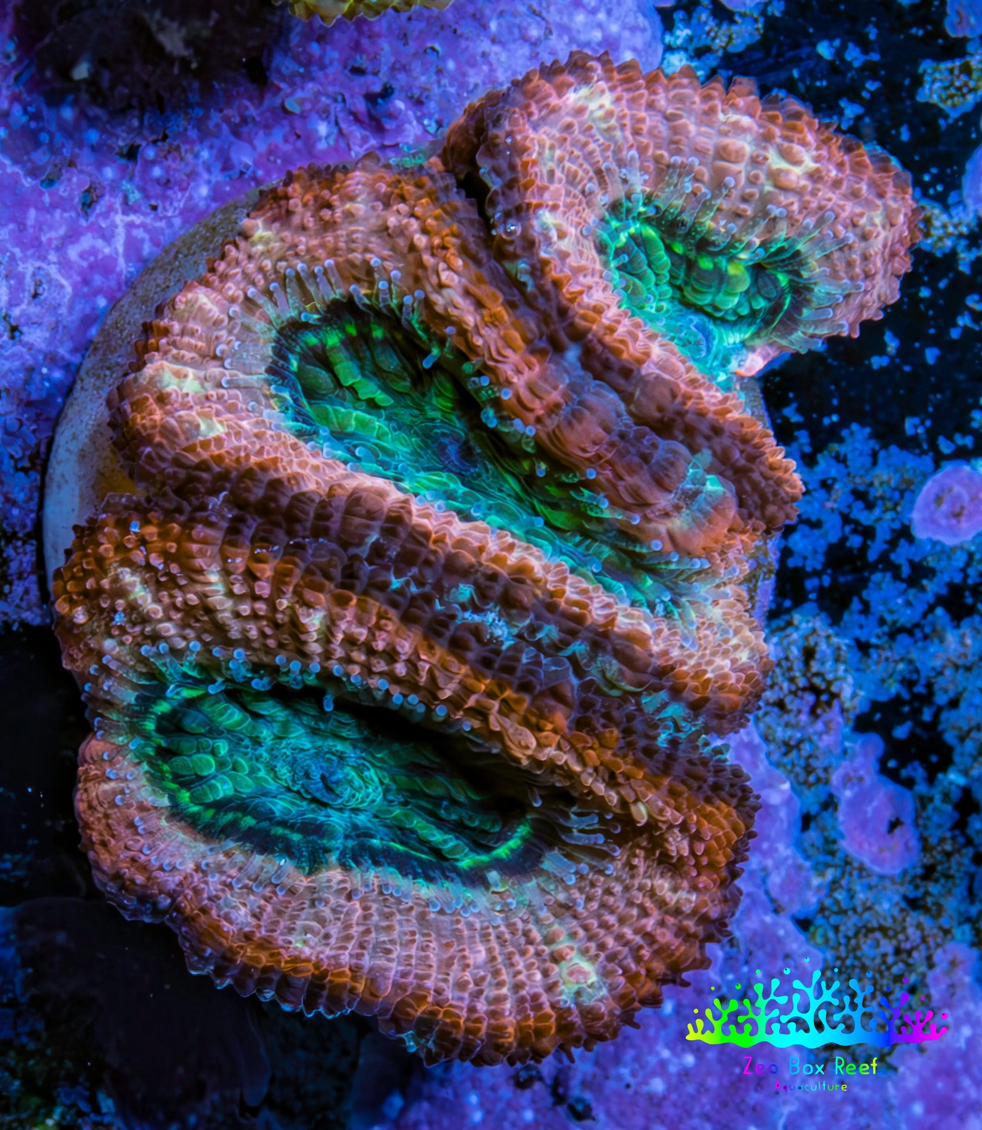 Ultra Acan Coral - Micromussa Lordhowensis - Acan Frag C3R2B1 Ultra Acan Coral - Micromussa Lordhowensis - Acan Frag C3R2B1 LPS Coral Ultra Acan Coral - Micromussa Lordhowensis - Acan Frag C3R2B1 Zeo Box Reef