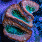 Ultra Acan Coral - Micromussa Lordhowensis - Acan Frag C3R2B1 Ultra Acan Coral - Micromussa Lordhowensis - Acan Frag C3R2B1 LPS Coral Ultra Acan Coral - Micromussa Lordhowensis - Acan Frag C3R2B1 Zeo Box Reef