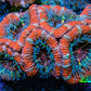 Ultra Acan Coral - Micromussa Lordhowensis - Acan Frag C3R3B1 Ultra Acan Coral - Micromussa Lordhowensis - Acan Frag C3R3B1 LPS Coral Ultra Acan Coral - Micromussa Lordhowensis - Acan Frag C3R3B1 Zeo Box Reef