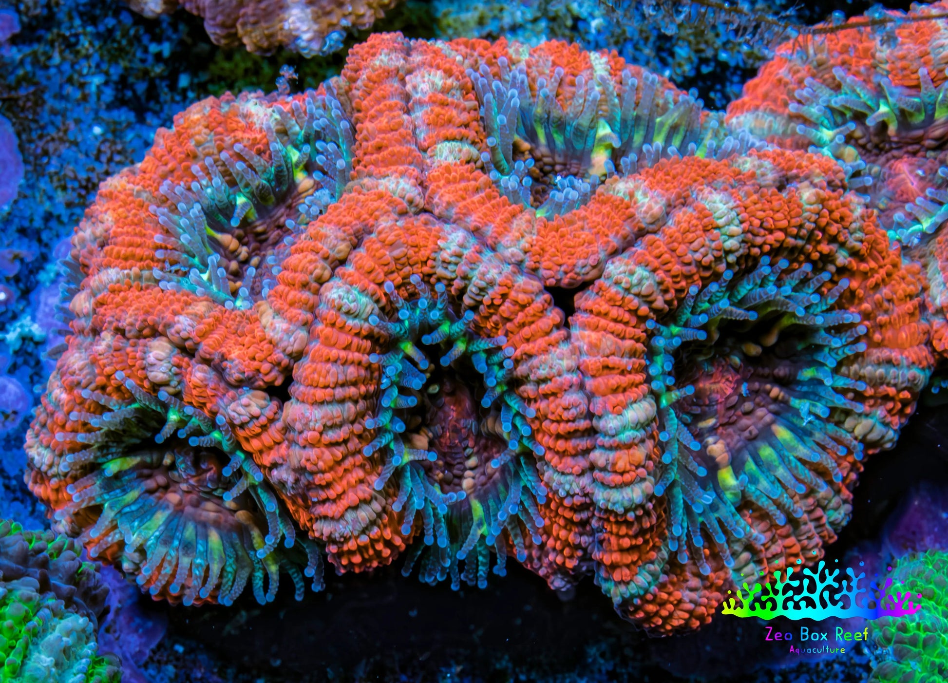Ultra Acan Coral - Micromussa Lordhowensis - Acan Frag C3R3B1 Ultra Acan Coral - Micromussa Lordhowensis - Acan Frag C3R3B1 LPS Coral Ultra Acan Coral - Micromussa Lordhowensis - Acan Frag C3R3B1 Zeo Box Reef