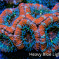 Ultra Acan Coral - Micromussa Lordhowensis - Acan Frag C3R3B1 Ultra Acan Coral - Micromussa Lordhowensis - Acan Frag C3R3B1 LPS Coral Ultra Acan Coral - Micromussa Lordhowensis - Acan Frag C3R3B1 Zeo Box Reef