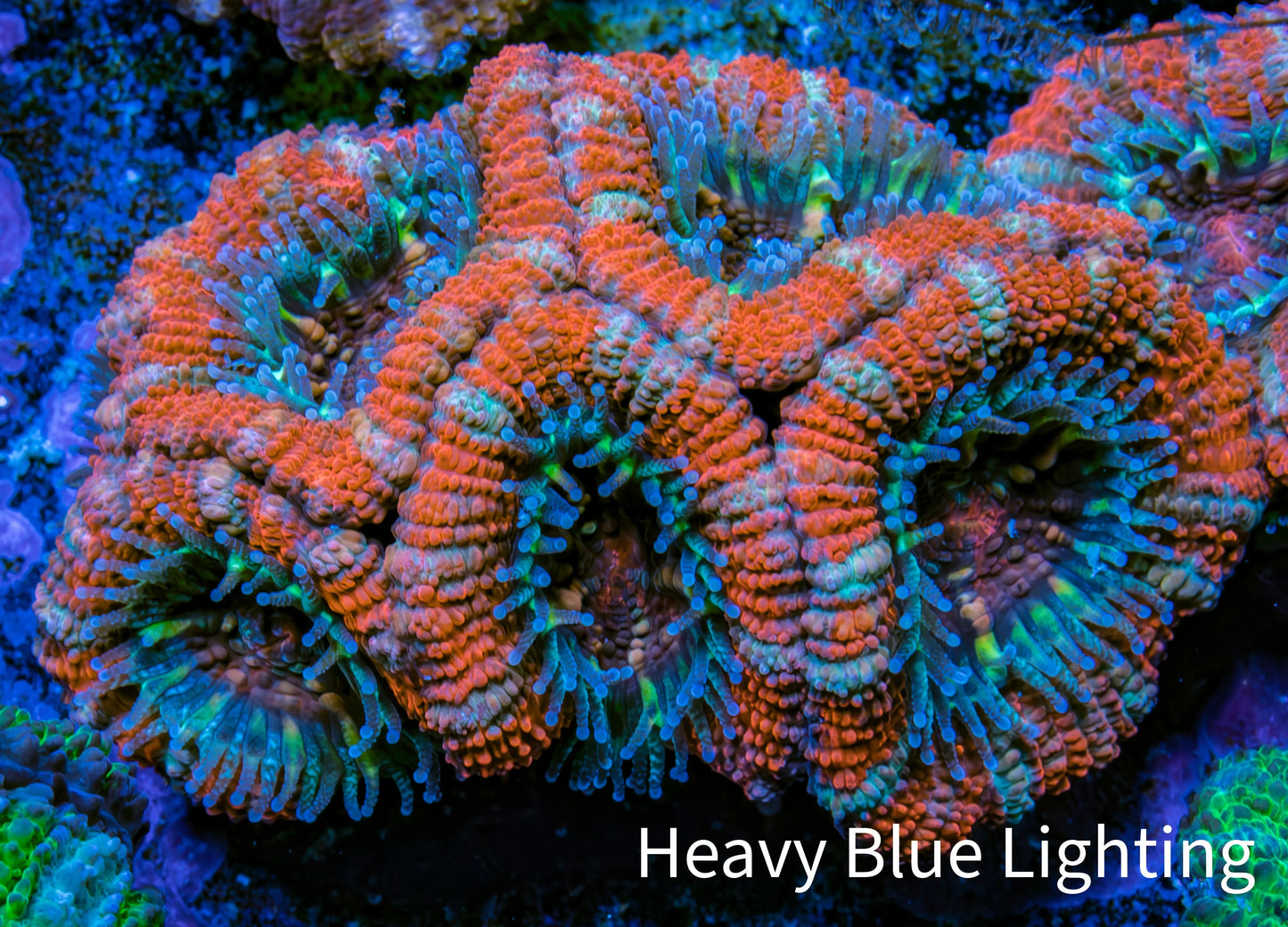 Ultra Acan Coral - Micromussa Lordhowensis - Acan Frag C3R3B1 Ultra Acan Coral - Micromussa Lordhowensis - Acan Frag C3R3B1 LPS Coral Ultra Acan Coral - Micromussa Lordhowensis - Acan Frag C3R3B1 Zeo Box Reef
