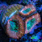 Ultra Acan Coral - Micromussa Lordhowensis - Acan Frag C4R2B1 Ultra Acan Coral - Micromussa Lordhowensis - Acan Frag C4R2B1 LPS Coral Ultra Acan Coral - Micromussa Lordhowensis - Acan Frag C4R2B1 Zeo Box Reef