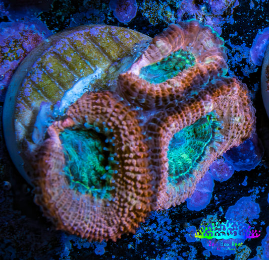 Ultra Acan Coral - Micromussa Lordhowensis - Acan Frag C4R2B1 Ultra Acan Coral - Micromussa Lordhowensis - Acan Frag C4R2B1 LPS Coral Ultra Acan Coral - Micromussa Lordhowensis - Acan Frag C4R2B1 Zeo Box Reef