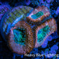 Ultra Acan Coral - Micromussa Lordhowensis - Acan Frag C4R2B1 Ultra Acan Coral - Micromussa Lordhowensis - Acan Frag C4R2B1 LPS Coral Ultra Acan Coral - Micromussa Lordhowensis - Acan Frag C4R2B1 Zeo Box Reef