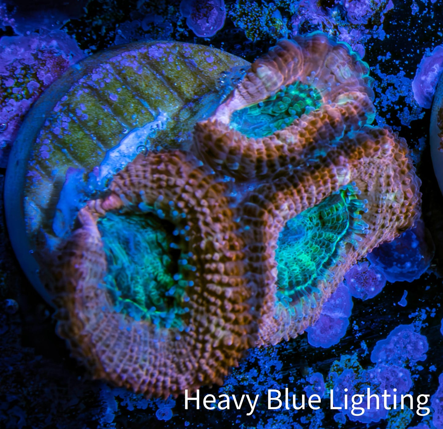 Ultra Acan Coral - Micromussa Lordhowensis - Acan Frag C4R2B1 Ultra Acan Coral - Micromussa Lordhowensis - Acan Frag C4R2B1 LPS Coral Ultra Acan Coral - Micromussa Lordhowensis - Acan Frag C4R2B1 Zeo Box Reef