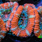 Ultra Acan Coral - Micromussa Lordhowensis - Acan Frag C4R3B1 Ultra Acan Coral - Micromussa Lordhowensis - Acan Frag C4R3B1 LPS Coral Ultra Acan Coral - Micromussa Lordhowensis - Acan Frag C4R3B1 Zeo Box Reef