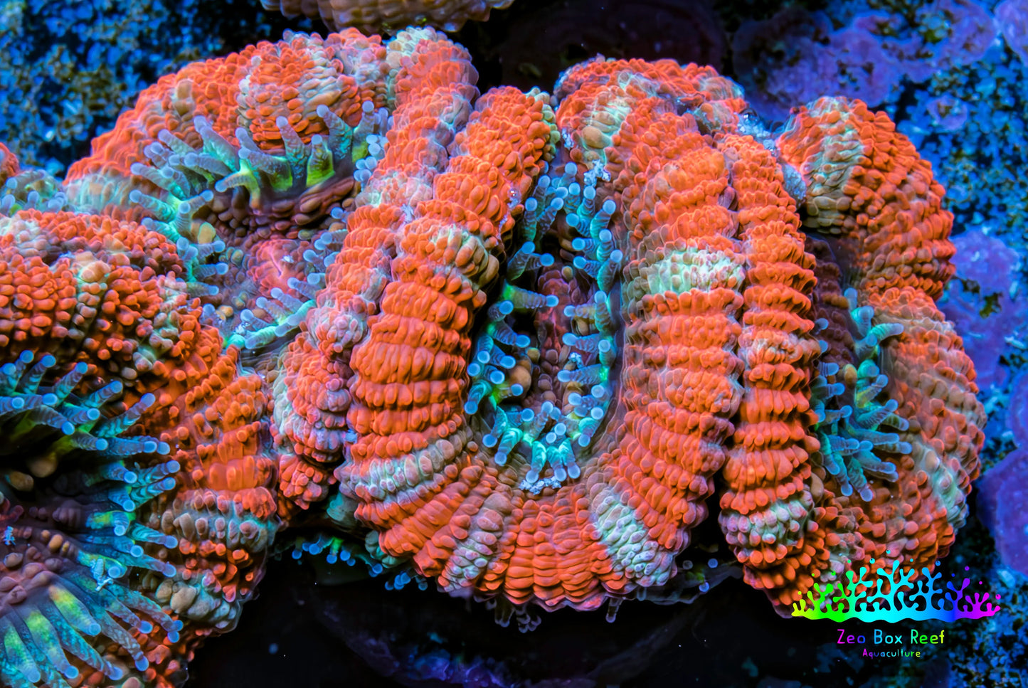 Ultra Acan Coral - Micromussa Lordhowensis - Acan Frag C4R3B1 Ultra Acan Coral - Micromussa Lordhowensis - Acan Frag C4R3B1 LPS Coral Ultra Acan Coral - Micromussa Lordhowensis - Acan Frag C4R3B1 Zeo Box Reef