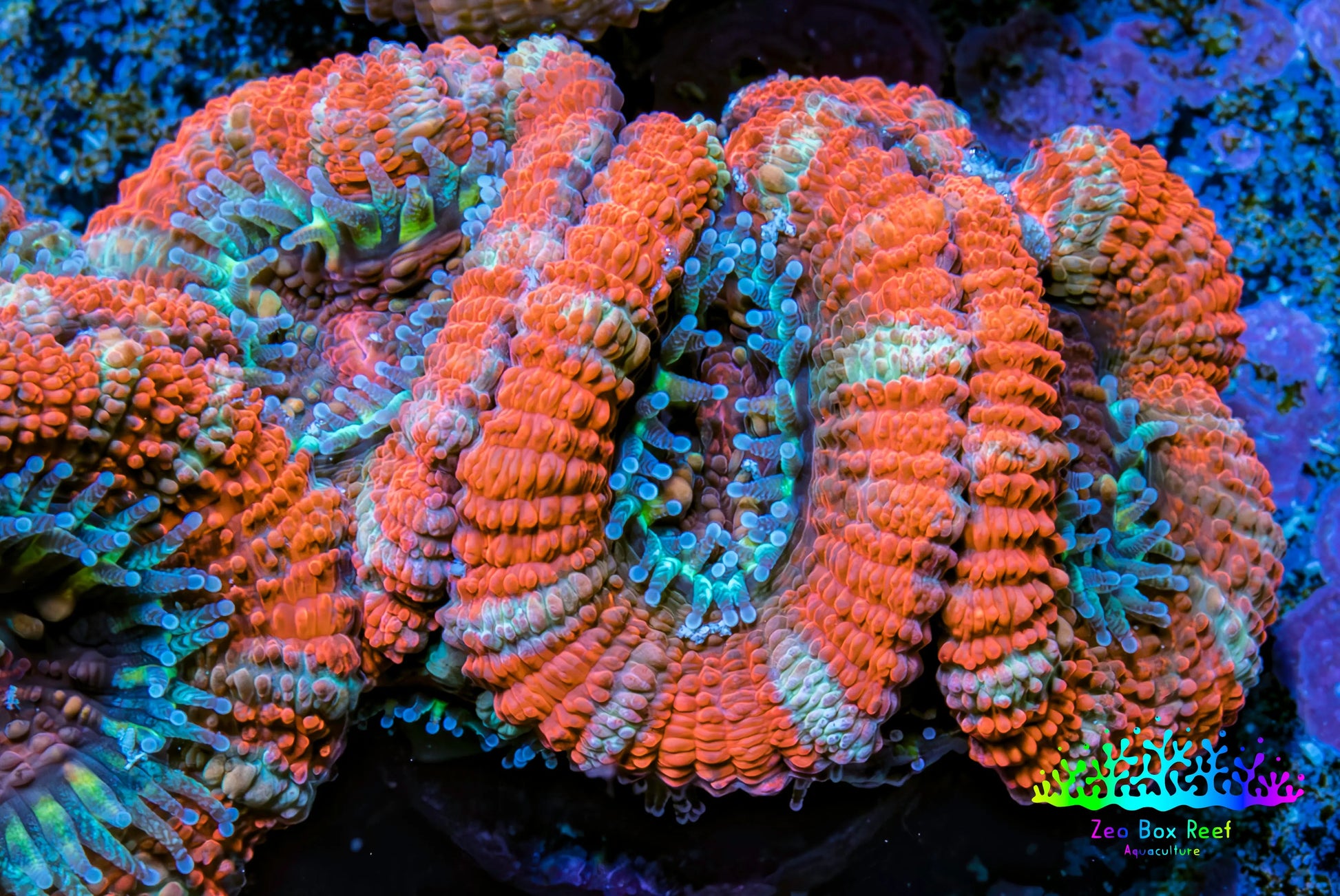 Ultra Acan Coral - Micromussa Lordhowensis - Acan Frag C4R3B1 Ultra Acan Coral - Micromussa Lordhowensis - Acan Frag C4R3B1 LPS Coral Ultra Acan Coral - Micromussa Lordhowensis - Acan Frag C4R3B1 Zeo Box Reef
