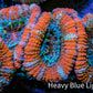 Ultra Acan Coral - Micromussa Lordhowensis - Acan Frag C4R3B1 Ultra Acan Coral - Micromussa Lordhowensis - Acan Frag C4R3B1 LPS Coral Ultra Acan Coral - Micromussa Lordhowensis - Acan Frag C4R3B1 Zeo Box Reef