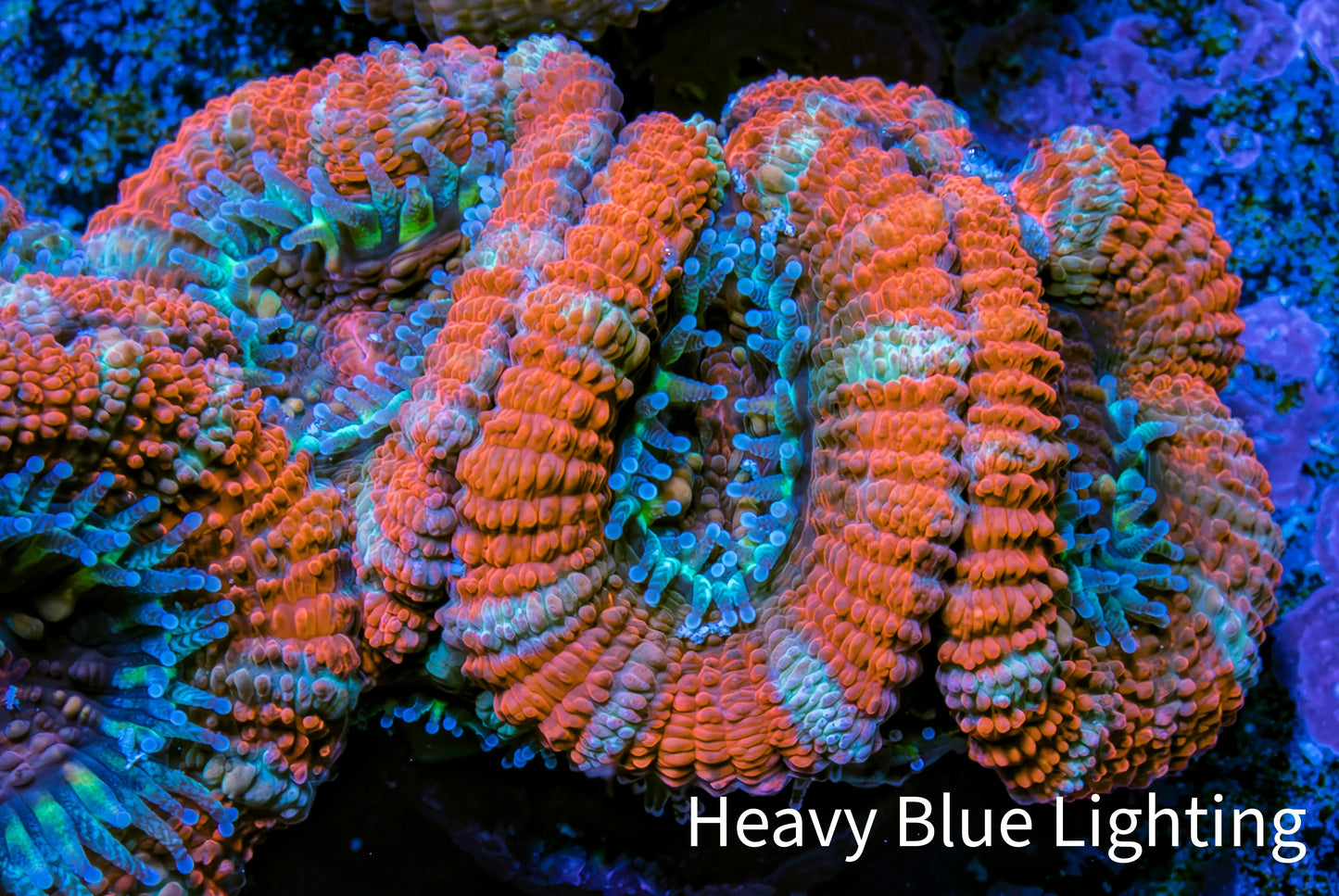 Ultra Acan Coral - Micromussa Lordhowensis - Acan Frag C4R3B1 Ultra Acan Coral - Micromussa Lordhowensis - Acan Frag C4R3B1 LPS Coral Ultra Acan Coral - Micromussa Lordhowensis - Acan Frag C4R3B1 Zeo Box Reef