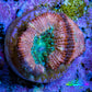 Ultra Acan Coral - Micromussa Lordhowensis - Acan Frag C5R2B1 Ultra Acan Coral - Micromussa Lordhowensis - Acan Frag C5R2B1 LPS Coral Ultra Acan Coral - Micromussa Lordhowensis - Acan Frag C5R2B1 Zeo Box Reef