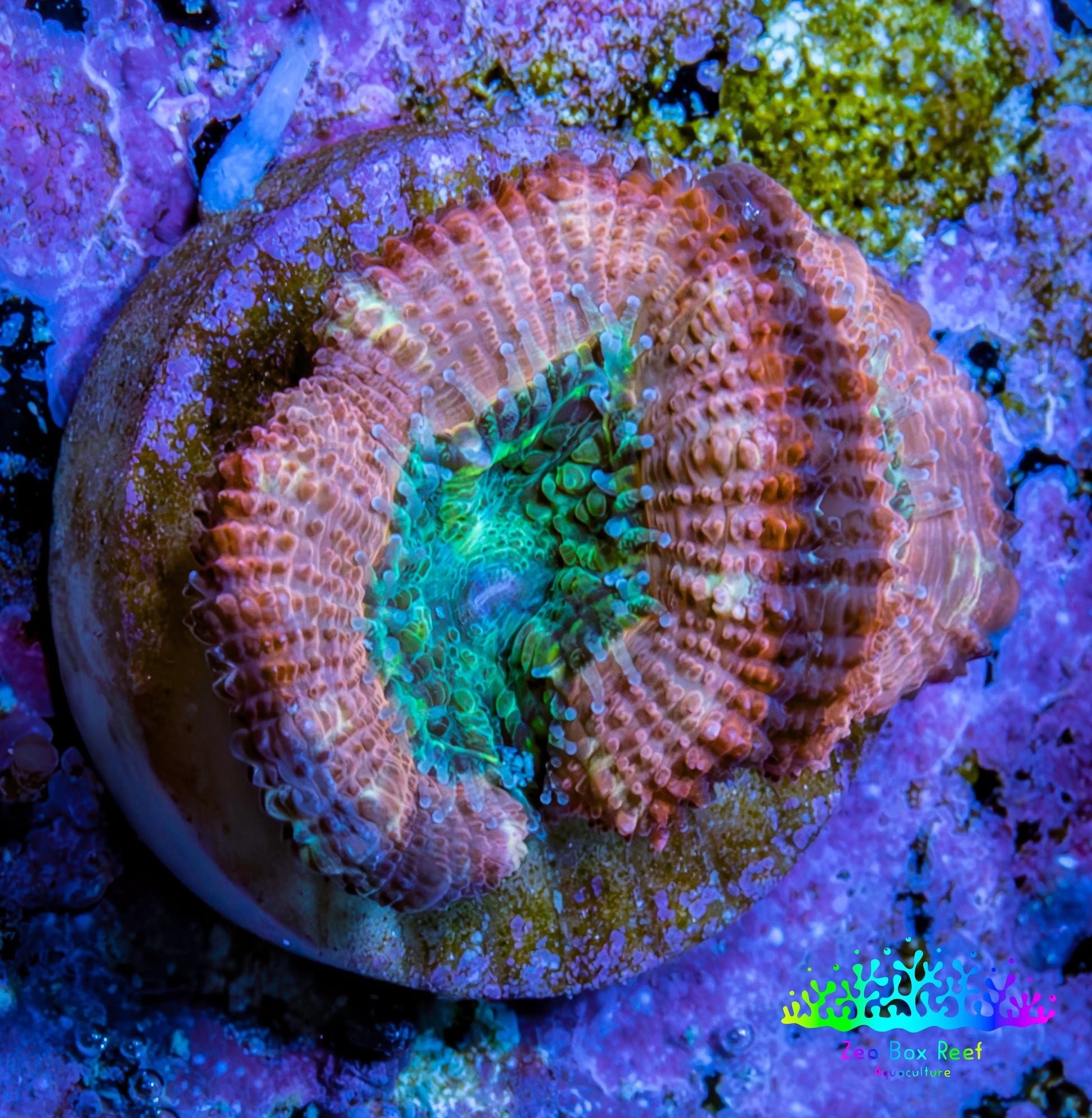 Ultra Acan Coral - Micromussa Lordhowensis - Acan Frag C5R2B1 Ultra Acan Coral - Micromussa Lordhowensis - Acan Frag C5R2B1 LPS Coral Ultra Acan Coral - Micromussa Lordhowensis - Acan Frag C5R2B1 Zeo Box Reef