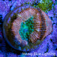 Ultra Acan Coral - Micromussa Lordhowensis - Acan Frag C5R2B1 Ultra Acan Coral - Micromussa Lordhowensis - Acan Frag C5R2B1 LPS Coral Ultra Acan Coral - Micromussa Lordhowensis - Acan Frag C5R2B1 Zeo Box Reef