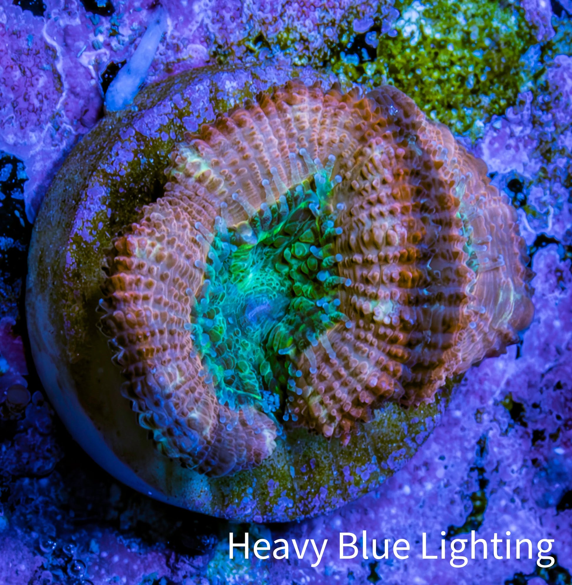 Ultra Acan Coral - Micromussa Lordhowensis - Acan Frag C5R2B1 Ultra Acan Coral - Micromussa Lordhowensis - Acan Frag C5R2B1 LPS Coral Ultra Acan Coral - Micromussa Lordhowensis - Acan Frag C5R2B1 Zeo Box Reef