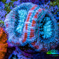 Ultra Acan Coral - Micromussa Lordhowensis - Acan Frag C6R2B1 Ultra Acan Coral - Micromussa Lordhowensis - Acan Frag C6R2B1 LPS Coral Ultra Acan Coral - Micromussa Lordhowensis - Acan Frag C6R2B1 Zeo Box Reef