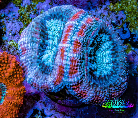 Ultra Acan Coral - Micromussa Lordhowensis - Acan Frag C6R2B1 Ultra Acan Coral - Micromussa Lordhowensis - Acan Frag C6R2B1 LPS Coral Ultra Acan Coral - Micromussa Lordhowensis - Acan Frag C6R2B1 Zeo Box Reef