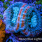 Ultra Acan Coral - Micromussa Lordhowensis - Acan Frag C6R2B1 Ultra Acan Coral - Micromussa Lordhowensis - Acan Frag C6R2B1 LPS Coral Ultra Acan Coral - Micromussa Lordhowensis - Acan Frag C6R2B1 Zeo Box Reef