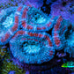 Ultra Acan Coral - Micromussa Lordhowensis - Acan Frag C7R2B1 Ultra Acan Coral - Micromussa Lordhowensis - Acan Frag C7R2B1 LPS Coral Ultra Acan Coral - Micromussa Lordhowensis - Acan Frag C7R2B1 Zeo Box Reef