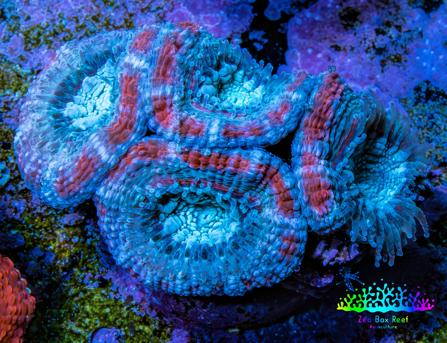 Ultra Acan Coral - Micromussa Lordhowensis - Acan Frag C7R2B1 Ultra Acan Coral - Micromussa Lordhowensis - Acan Frag C7R2B1 LPS Coral Ultra Acan Coral - Micromussa Lordhowensis - Acan Frag C7R2B1 Zeo Box Reef