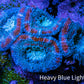 Ultra Acan Coral - Micromussa Lordhowensis - Acan Frag C7R2B1 Ultra Acan Coral - Micromussa Lordhowensis - Acan Frag C7R2B1 LPS Coral Ultra Acan Coral - Micromussa Lordhowensis - Acan Frag C7R2B1 Zeo Box Reef