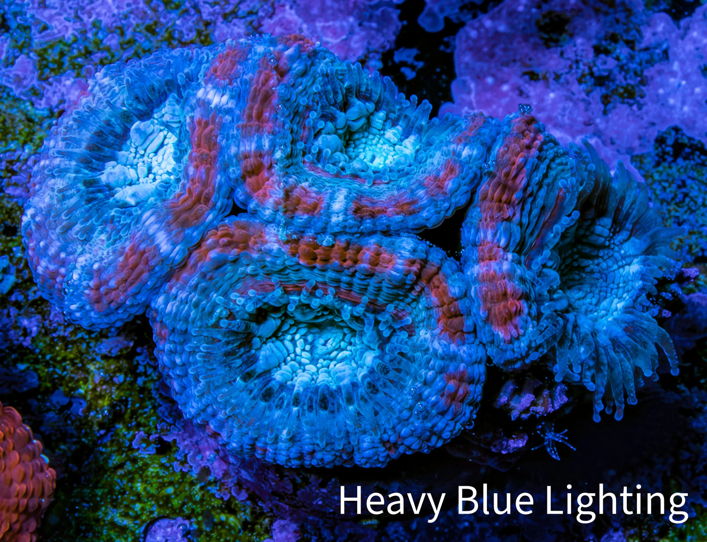 Ultra Acan Coral - Micromussa Lordhowensis - Acan Frag C7R2B1 Ultra Acan Coral - Micromussa Lordhowensis - Acan Frag C7R2B1 LPS Coral Ultra Acan Coral - Micromussa Lordhowensis - Acan Frag C7R2B1 Zeo Box Reef