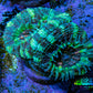 Ultra Acan Coral - Micromussa Lordhowensis - Acan Frag C8R2B1 Ultra Acan Coral - Micromussa Lordhowensis - Acan Frag C8R2B1 LPS Coral Ultra Acan Coral - Micromussa Lordhowensis - Acan Frag C8R2B1 Zeo Box Reef