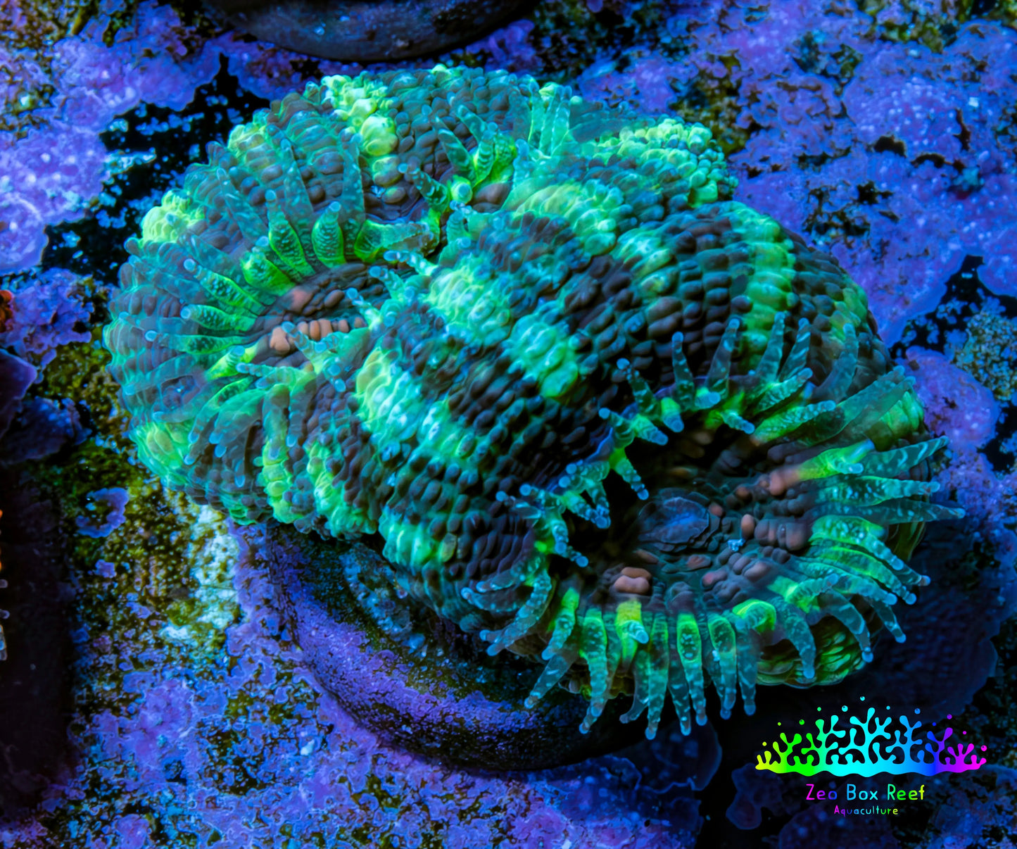 Ultra Acan Coral - Micromussa Lordhowensis - Acan Frag C8R2B1 Ultra Acan Coral - Micromussa Lordhowensis - Acan Frag C8R2B1 LPS Coral Ultra Acan Coral - Micromussa Lordhowensis - Acan Frag C8R2B1 Zeo Box Reef