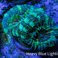 Ultra Acan Coral - Micromussa Lordhowensis - Acan Frag C8R2B1 Ultra Acan Coral - Micromussa Lordhowensis - Acan Frag C8R2B1 LPS Coral Ultra Acan Coral - Micromussa Lordhowensis - Acan Frag C8R2B1 Zeo Box Reef