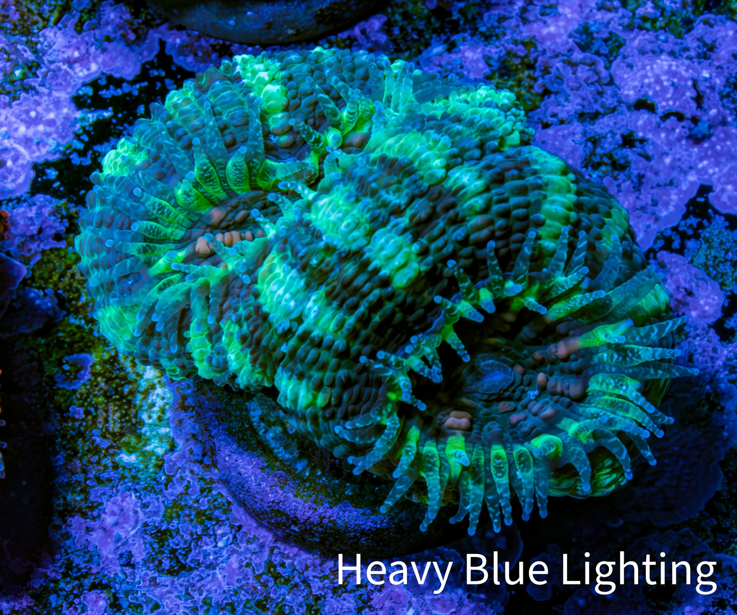 Ultra Acan Coral - Micromussa Lordhowensis - Acan Frag C8R2B1 Ultra Acan Coral - Micromussa Lordhowensis - Acan Frag C8R2B1 LPS Coral Ultra Acan Coral - Micromussa Lordhowensis - Acan Frag C8R2B1 Zeo Box Reef