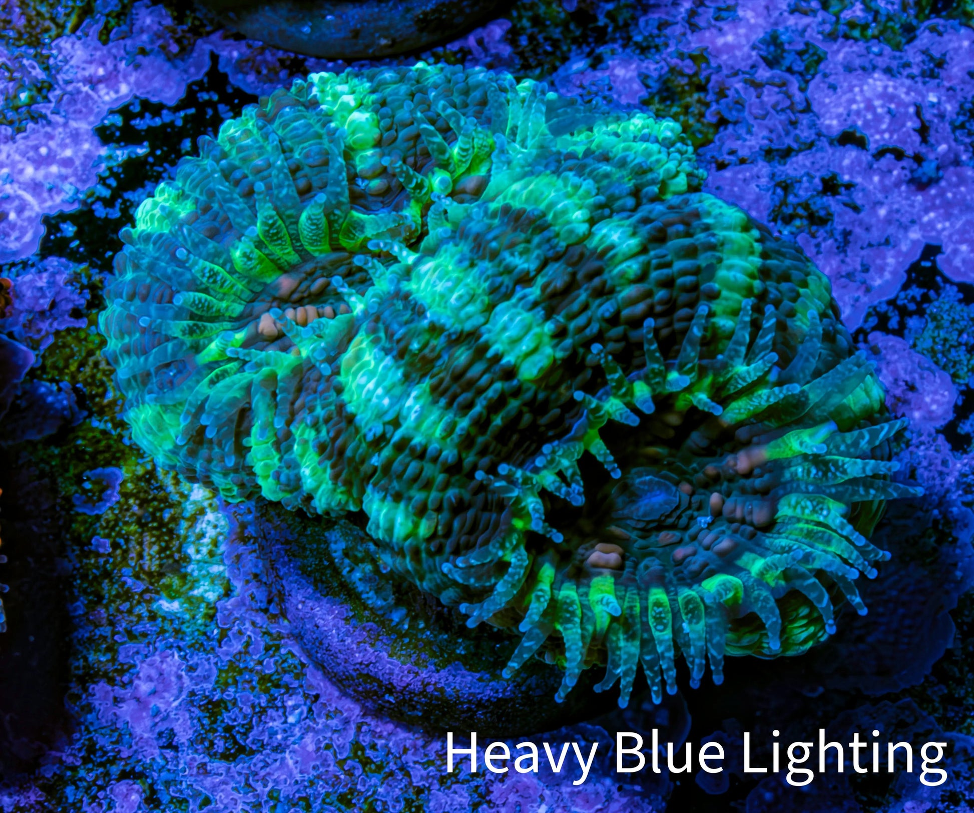 Ultra Acan Coral - Micromussa Lordhowensis - Acan Frag C8R2B1 Ultra Acan Coral - Micromussa Lordhowensis - Acan Frag C8R2B1 LPS Coral Ultra Acan Coral - Micromussa Lordhowensis - Acan Frag C8R2B1 Zeo Box Reef